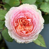 Traumerei Rose